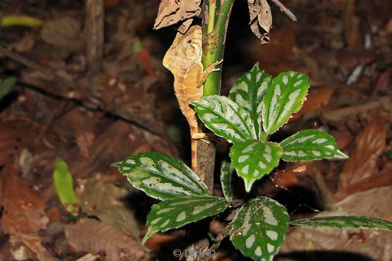 Costa Rica La Fortuna frog tour