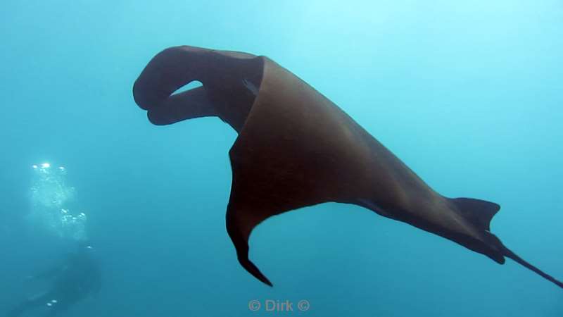 Costa Rica manta rays