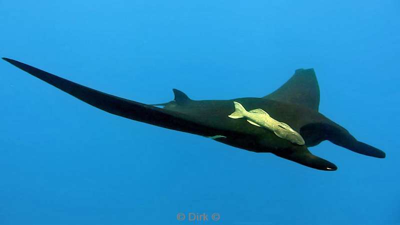 Costa Rica manta rays