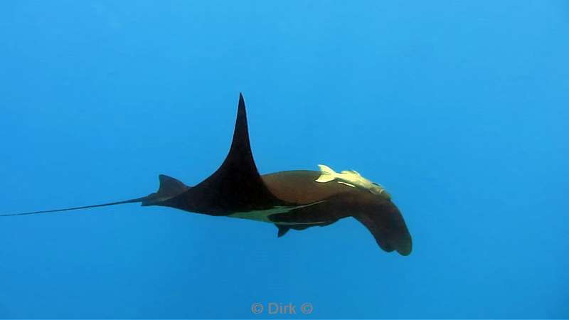 Costa Rica manta rays