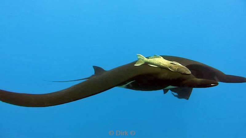 Costa Rica manta rays