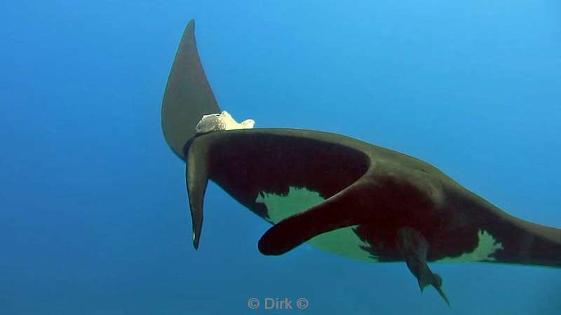 Costa Rica manta rays