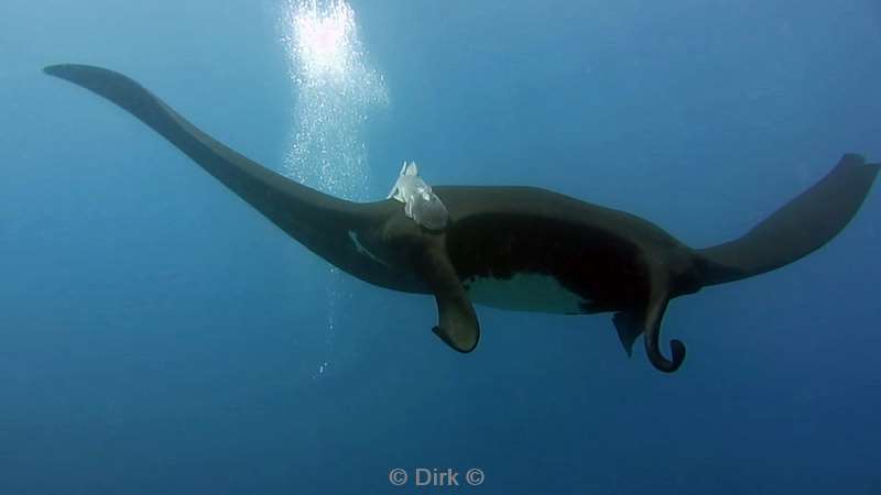 Costa Rica manta rays