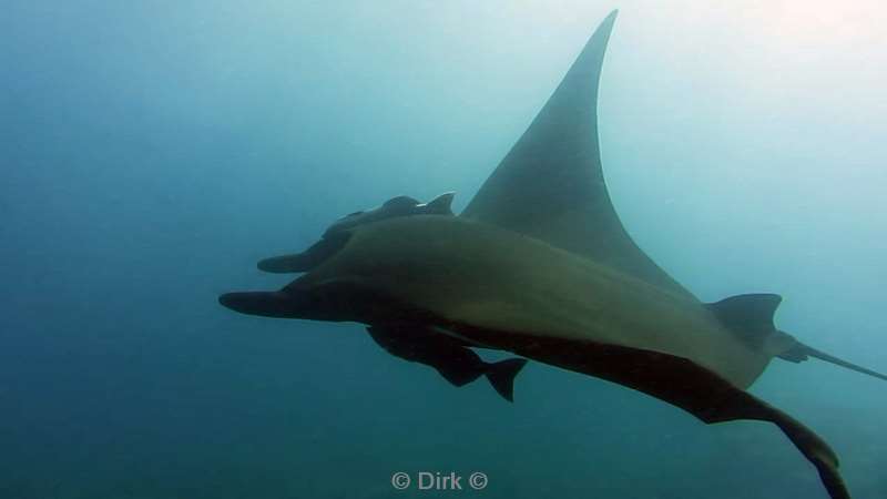 Costa Rica manta rays