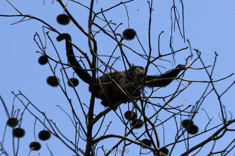 Costa Rica howler monkeys nature reserve Manuel Antonio