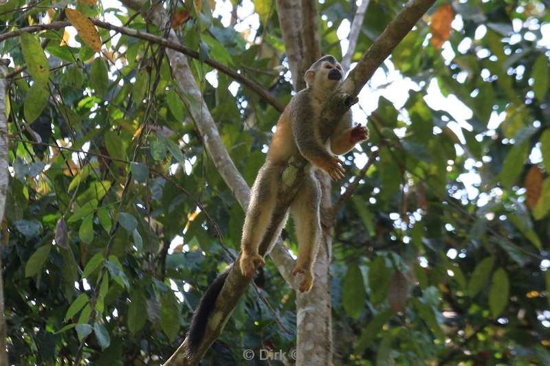 Costa Rica deadhead monkeys nature reserve Manuel Antonio