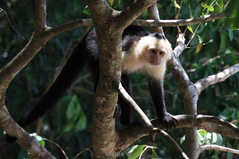 Costa Rica capuchin monkey nature reserve Manuel Antonio