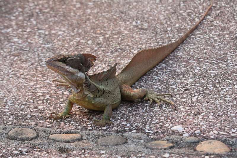 Costa Rica lizard nature reserve Manuel Antonio