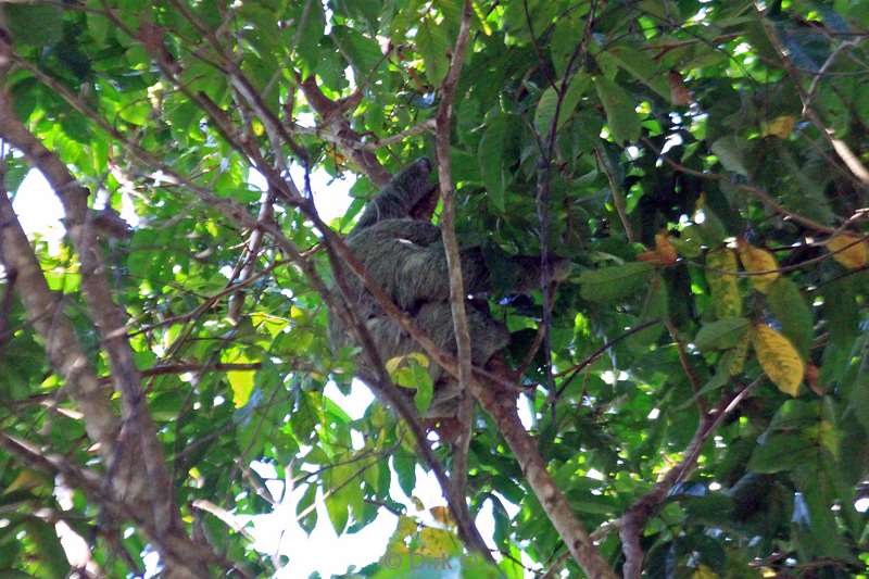 Costa Rica sloths nature reserve Manuel Antonio