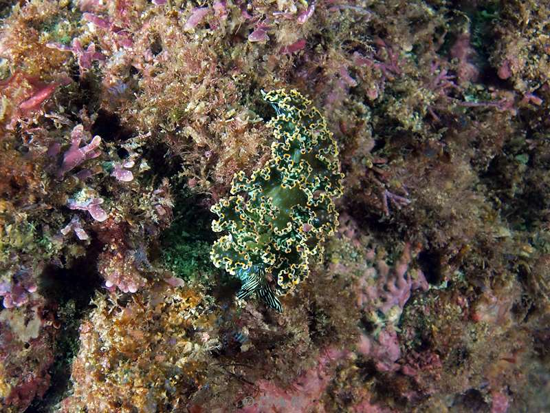 Costa Rica nudibranch