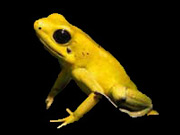 phyllobates terribilis poison dart frog 