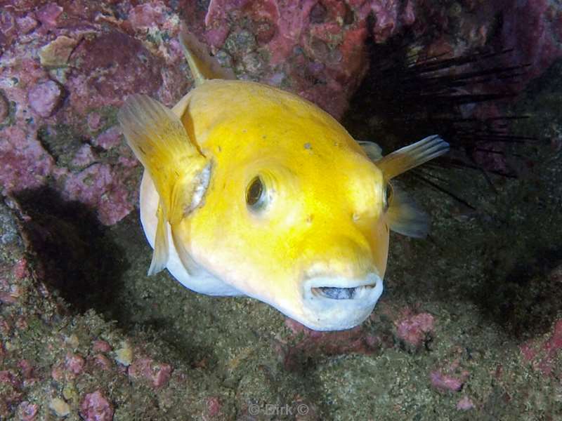 Costa Rica pufferfish