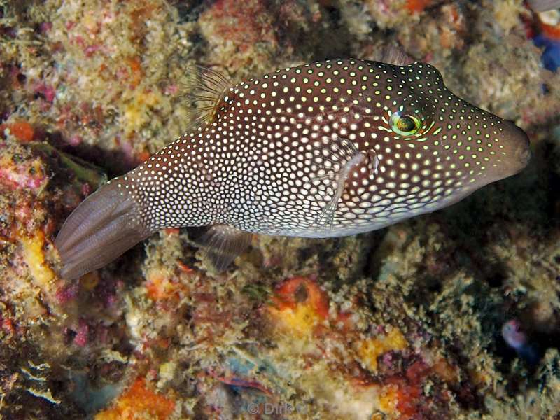 Costa Rica pufferfish