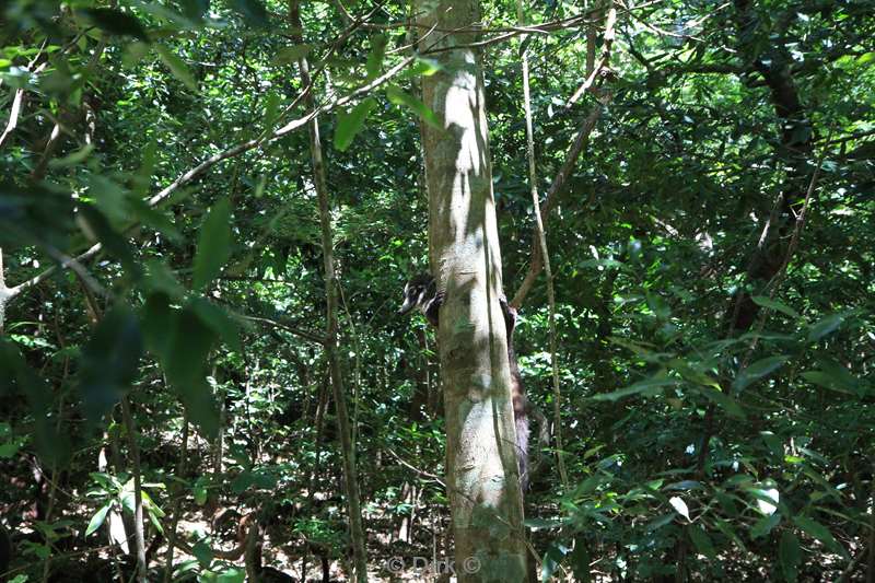 Costa Rica nose bears nature reserve Rincon de la Vieja