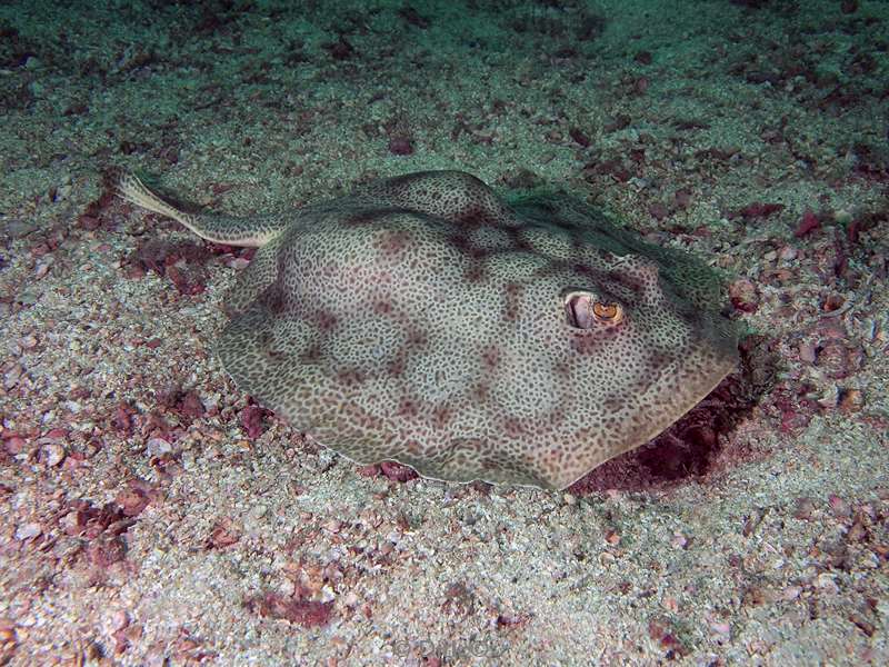 Costa Rica rays