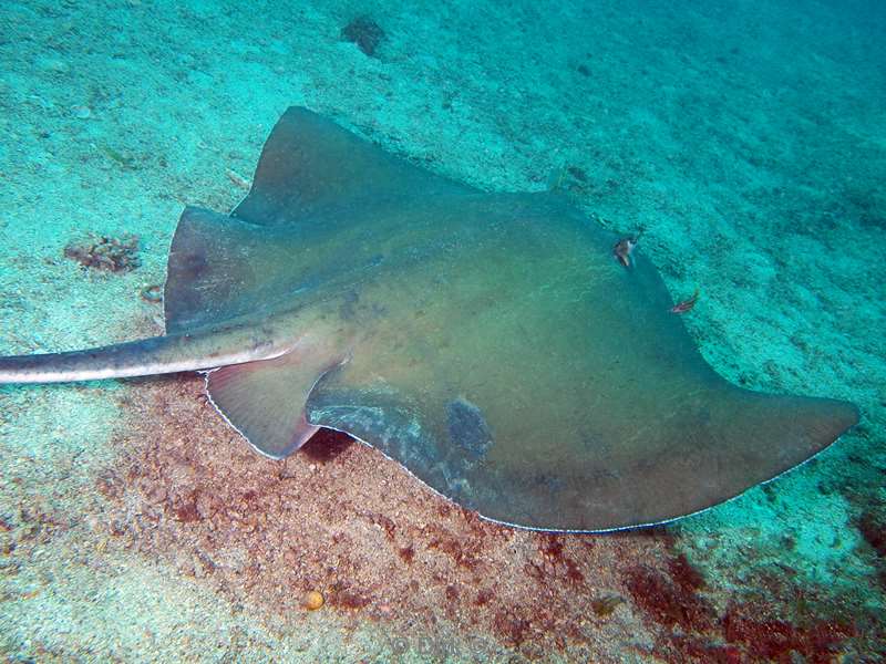 Costa Rica rays