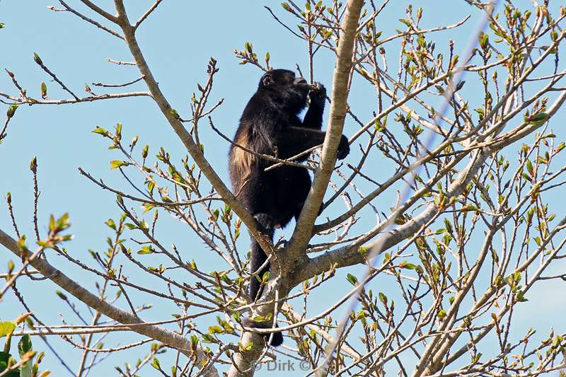 Costa Rica Santa Elena howler monkeys