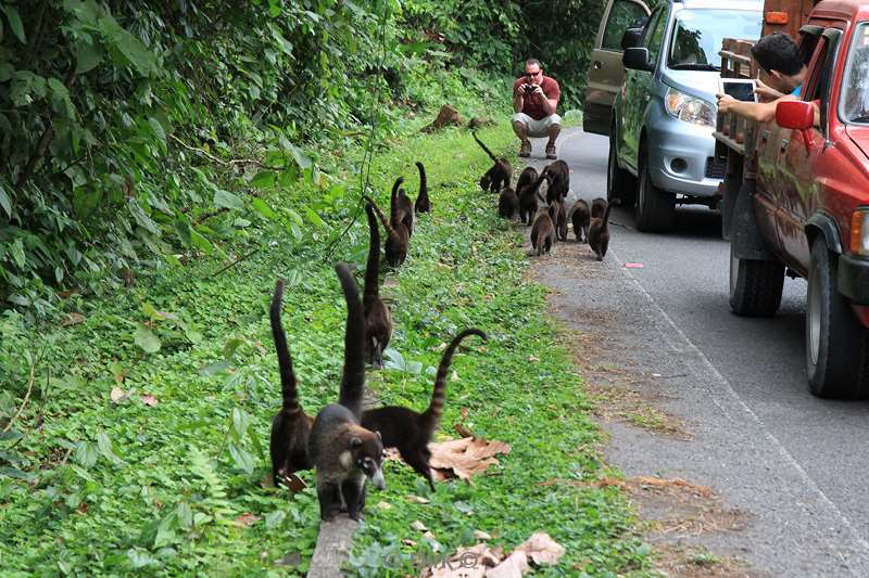 Costa Rica Santa Elena nose bears