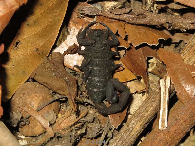 Costa Rica scorpion Wildlife Reserve Santa Maria