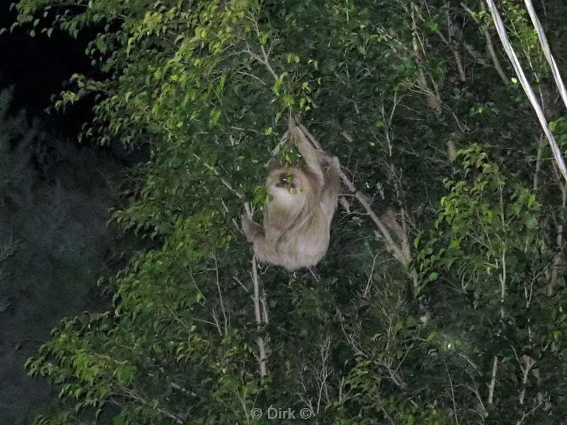 Costa Rica sloth Wildlife Reserve Santa Maria