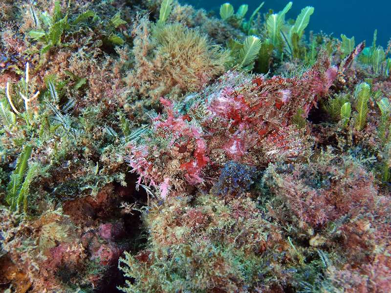 Costa Rica scorpionfish