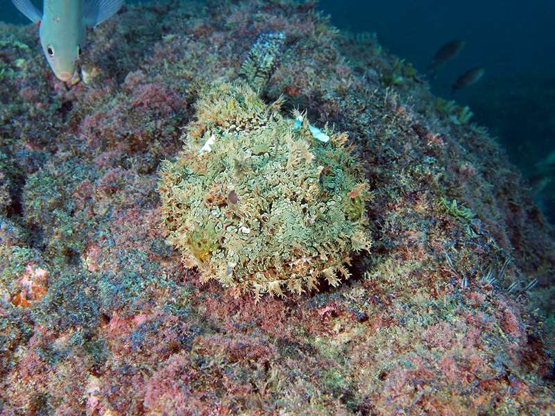 Costa Rica scorpionfish