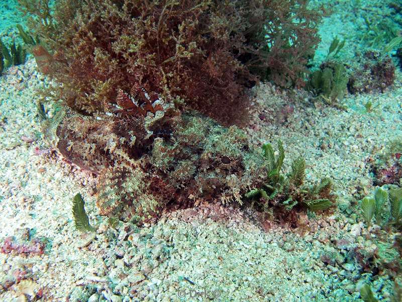 Costa Rica scorpionfish