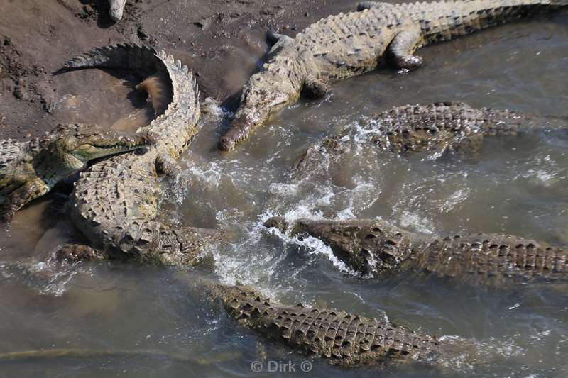 Costa Rica crocodiles Tarcoles rivier