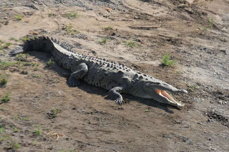 Costa Rica crocodiles Tarcoles rivier