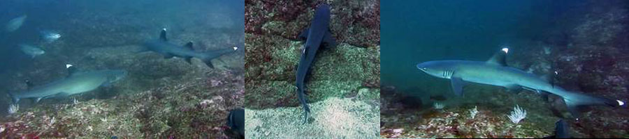 Costa Rica duiken witpunt rifhaai