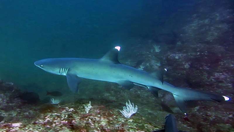 Costa Rica whitetip reef shark