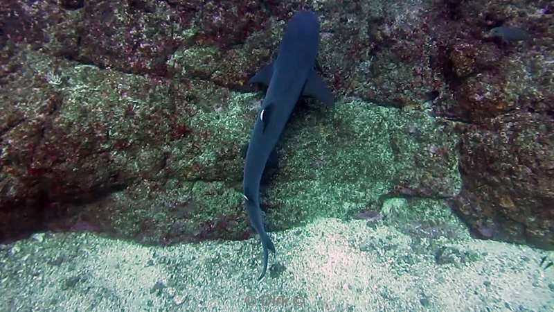 Costa Rica whitetip reef shark