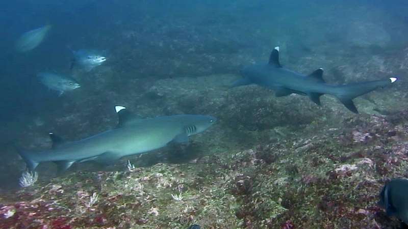 Costa Rica whitetip reef shark