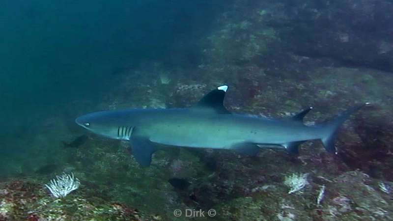 Costa Rica whitetip reef shark