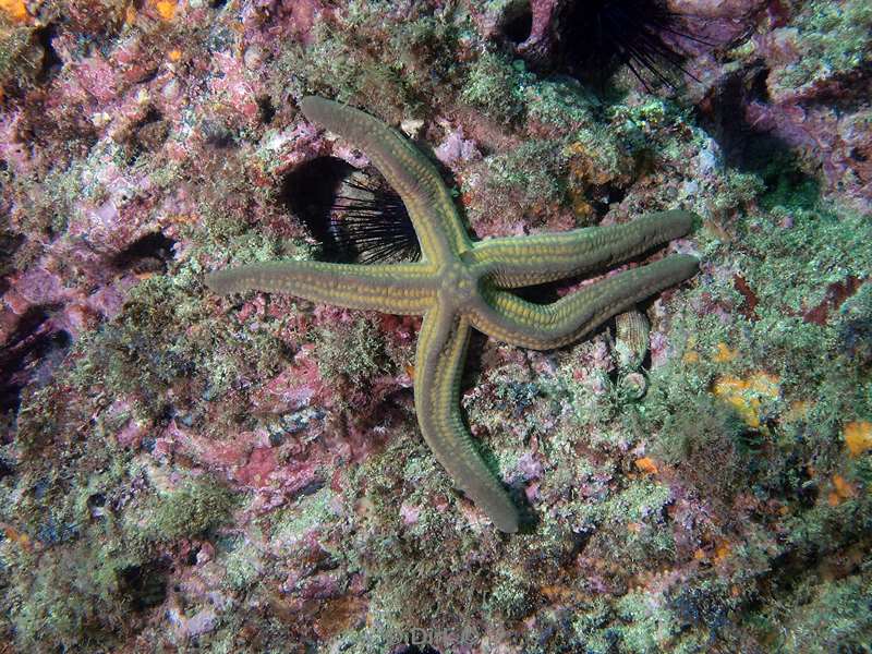 Costa Rica sea star