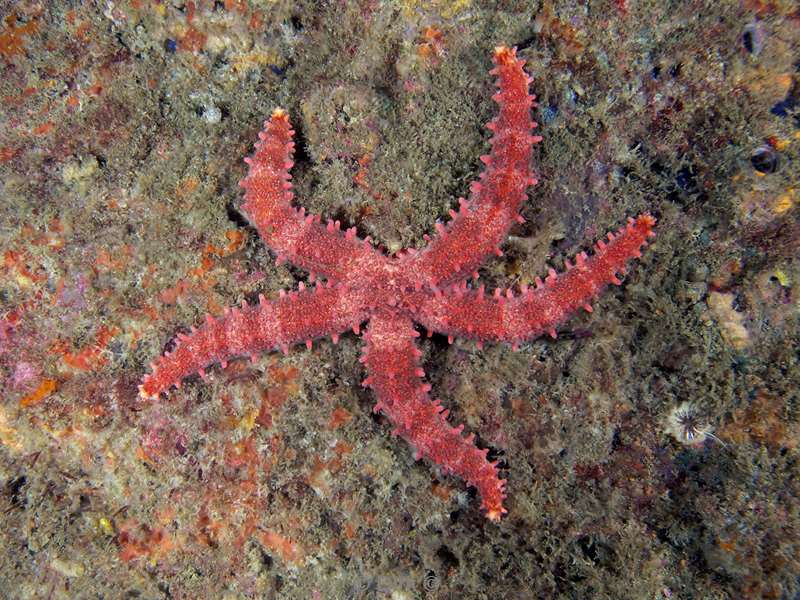 Costa Rica sea star