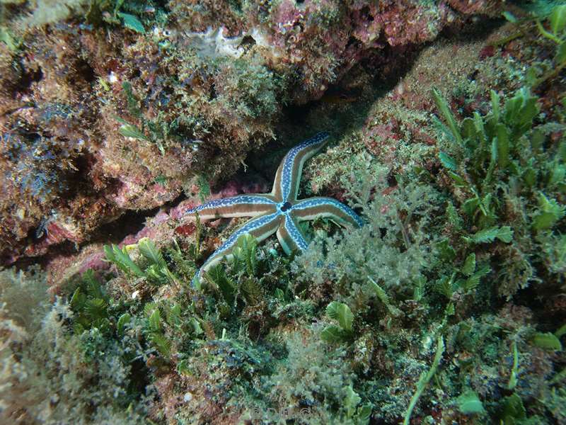 Costa Rica sea star