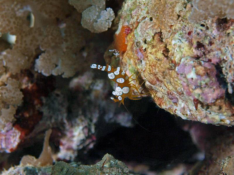 Filippijnen duiken anemone shrimp