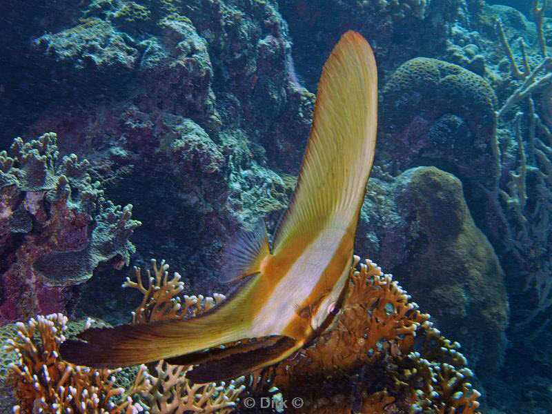 philippines diving batfish