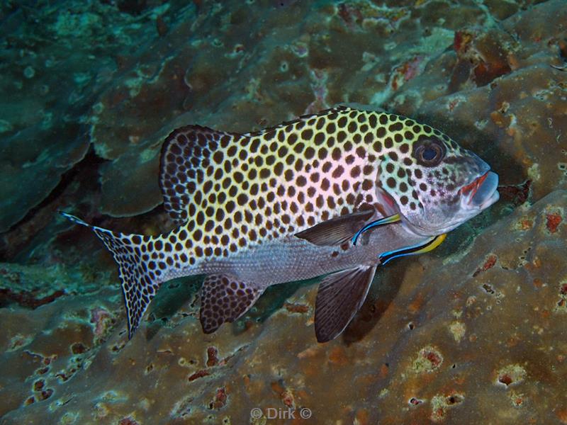 Filippijnen duiken blackspotted sweetlips