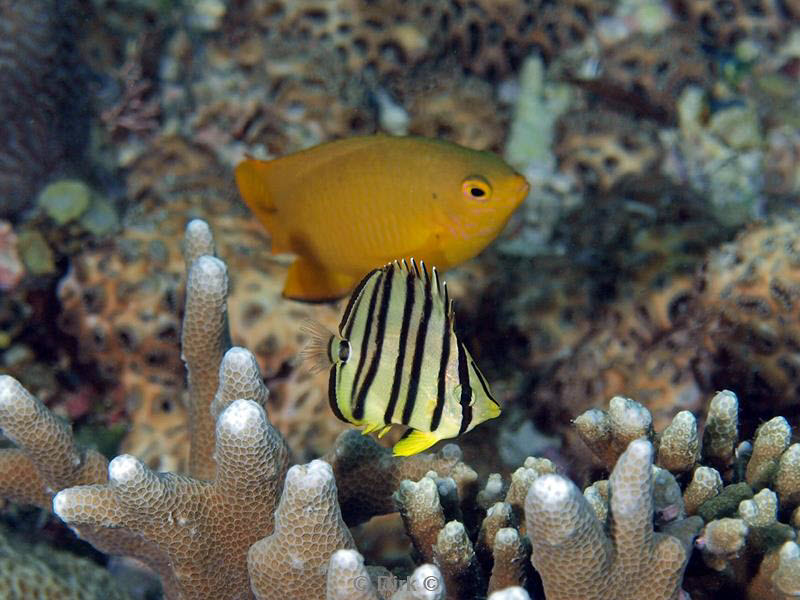 Filippijnen duiken butterfly fish