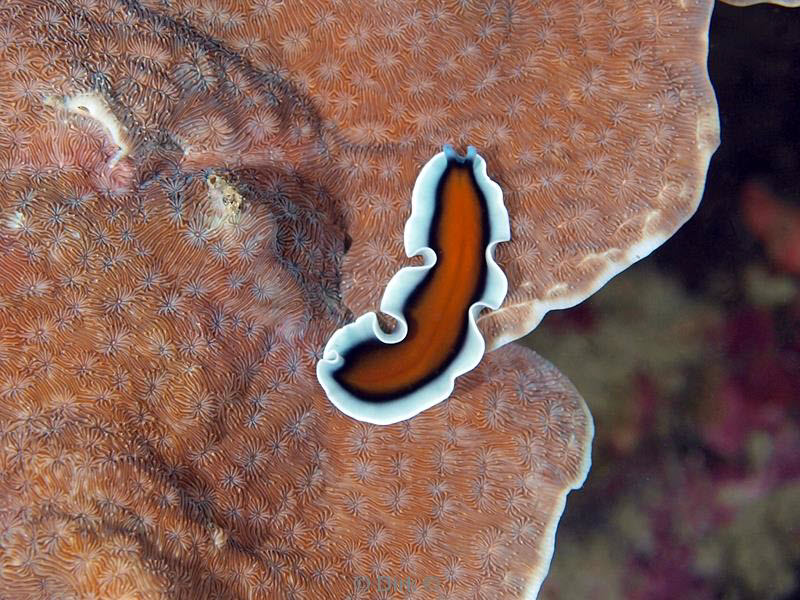 Filippijnen duiken flatworm