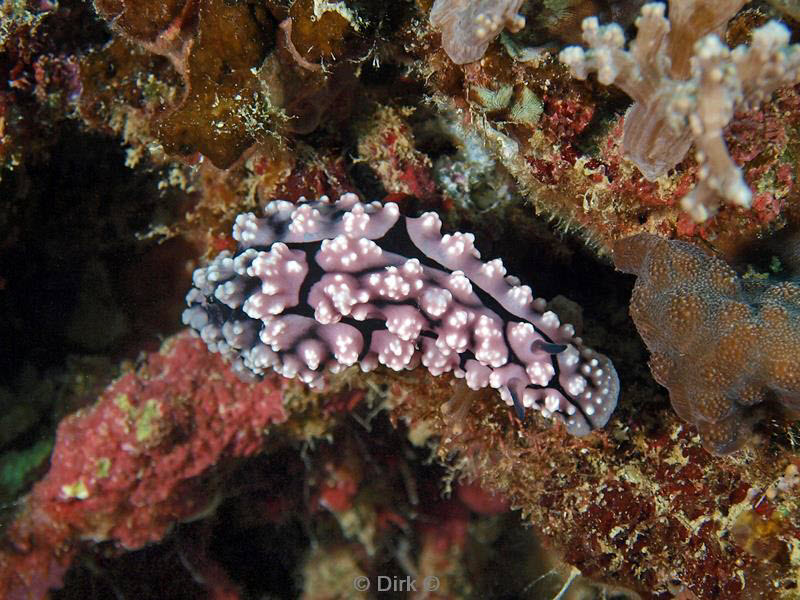 philippines diving nudibrach