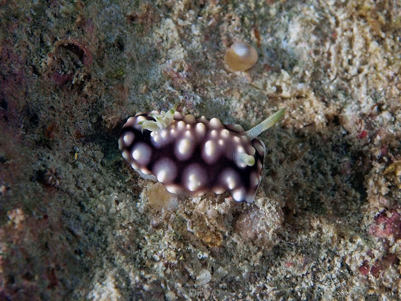 philippines diving nudibrach