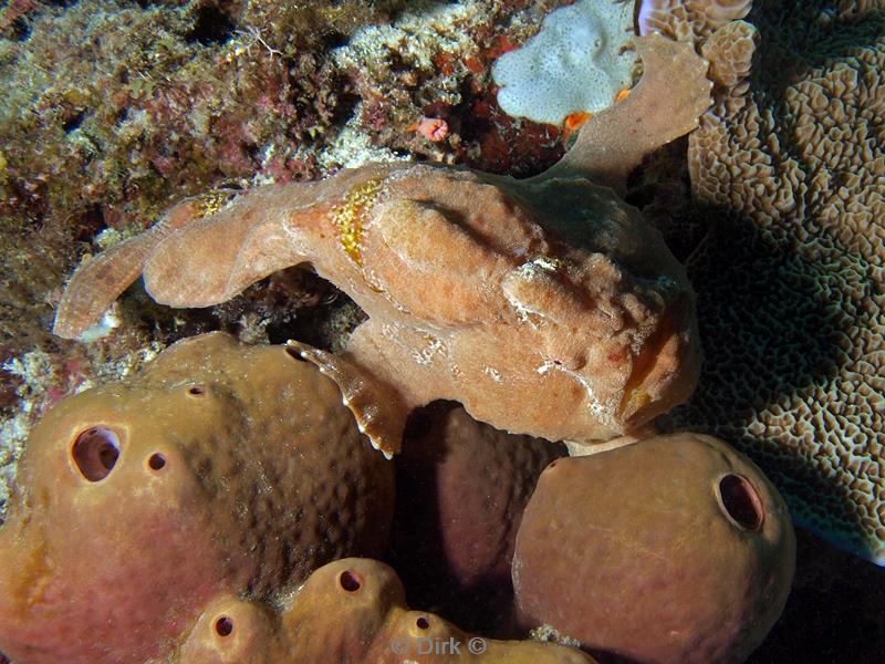 philippines diving brown frogfish