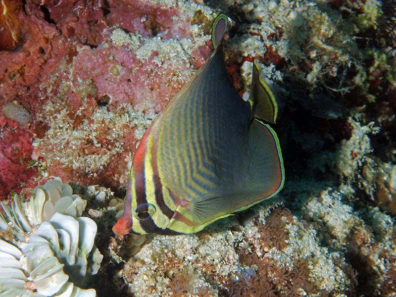 philippines diving butterfly fish