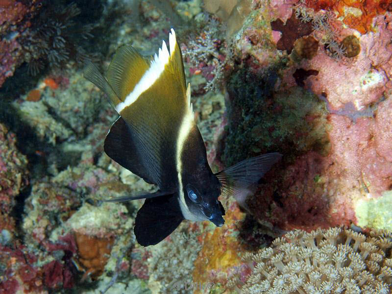 philippines diving butterfly fish