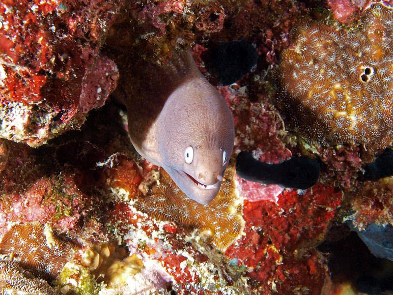 philippines diving 