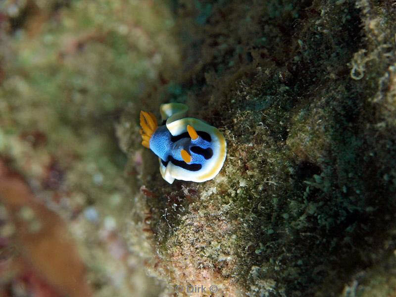 Filippijnen duiken nudibranch