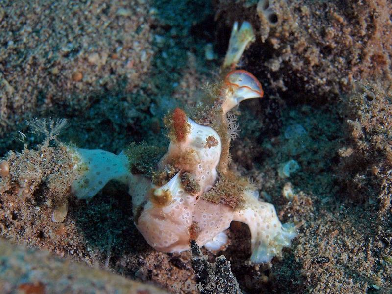 philippines diving white frogfish